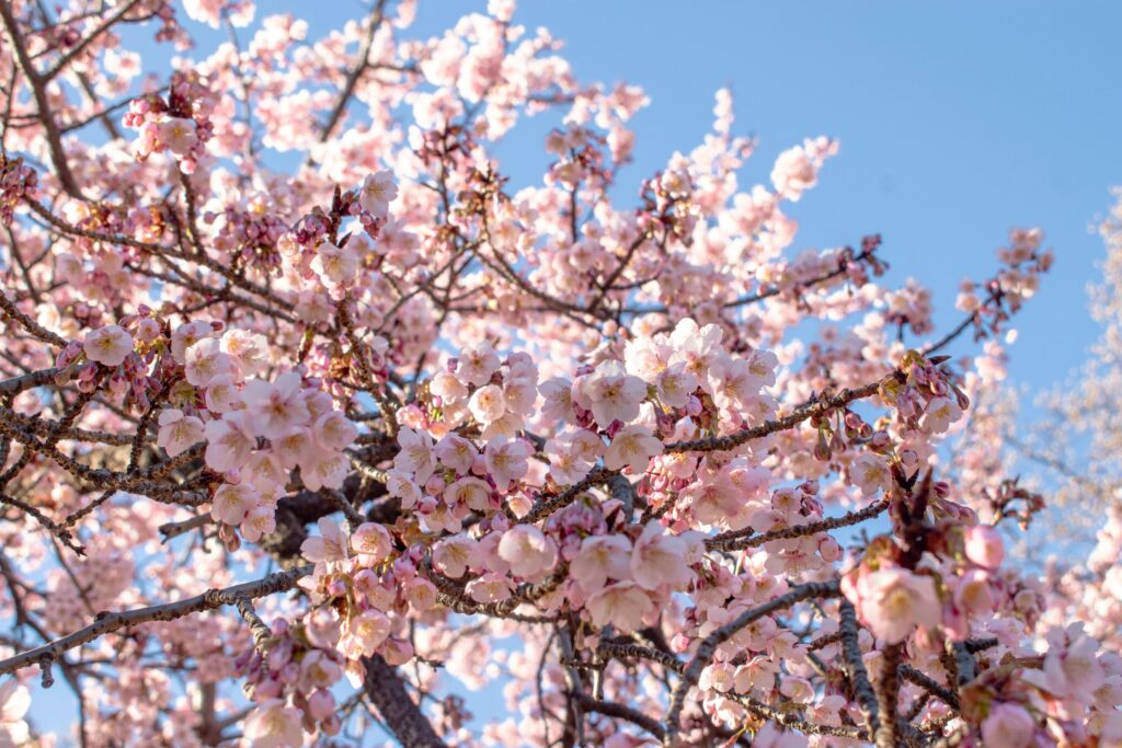 Beautiful cherry blossoms blooming in Shinjuku City, Tokyo, Japan against a clear blue sky.