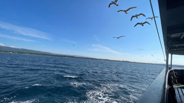 Seagulls following a ferry boat over the sea near Sado Island, Niigata, Japan